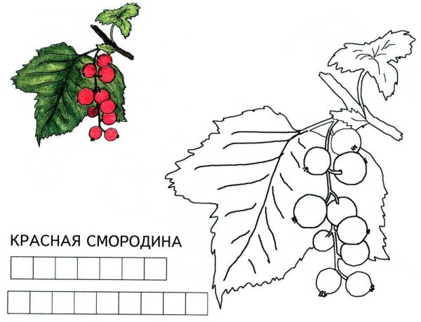 Красная смородина раскраска