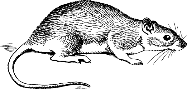Крыса раскраска для детей