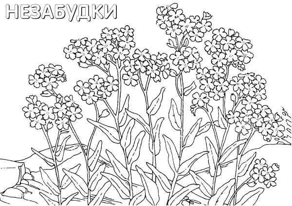 Черно белая Незабудка