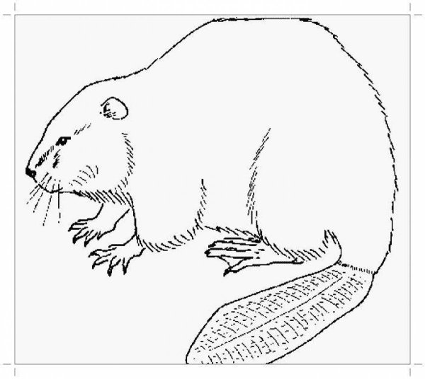Бобр раскраска