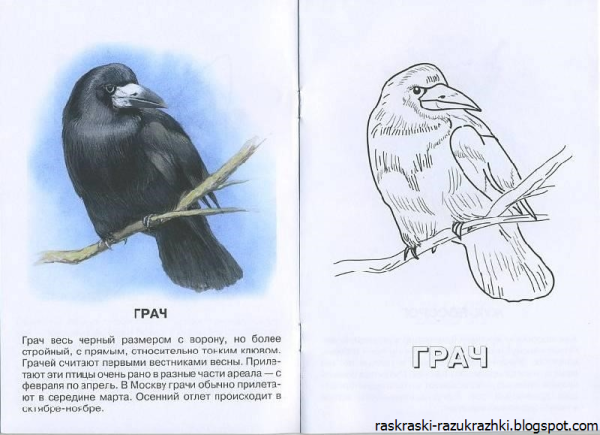Грач раскраска