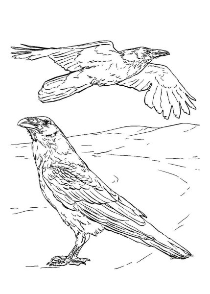 Грач раскраска для детей