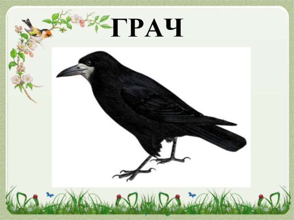 Перелетные птицы Грач для детей