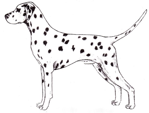 101 Далматинец раскраска