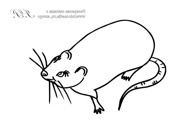 Ондатра раскраска