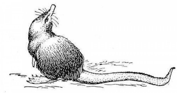 Русская выхухоль рисунок