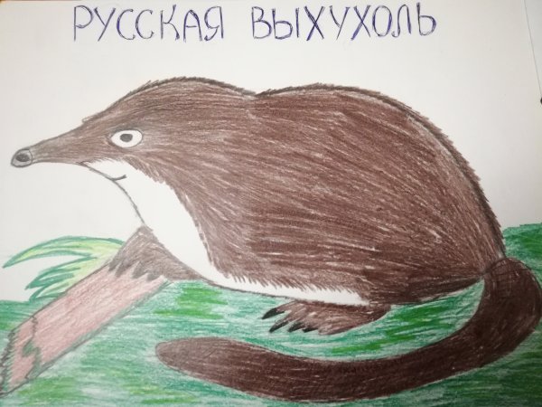 Русская выхухоль