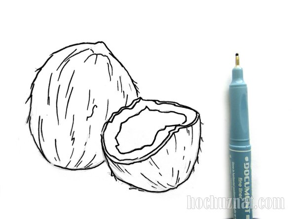 Кокос рисунок карандашом