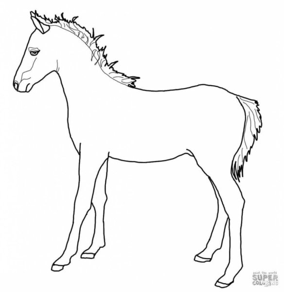Жеребенок контур