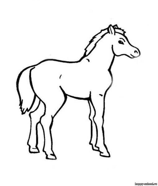 Раскраска жеребенок