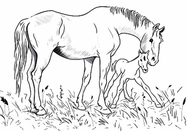 Лошадь с жеребенком черно белое