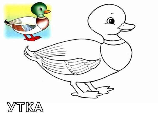Раскраски домашние птицы для детей 4-5 лет
