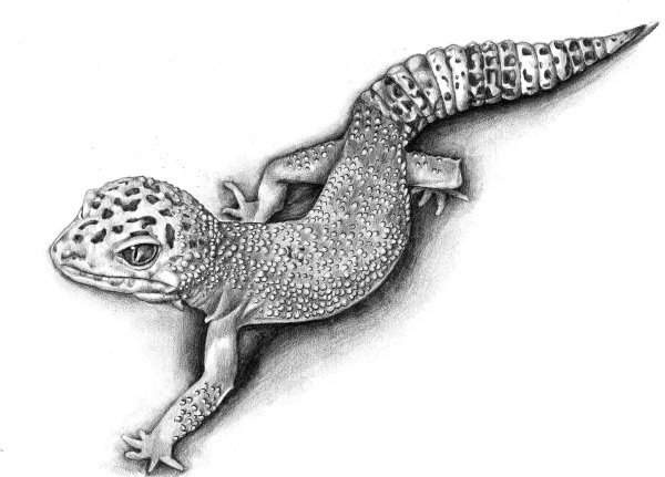 Ящерица рисунок