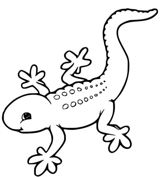 Геккон раскраска