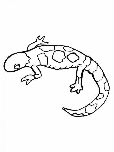 Геккон раскраска