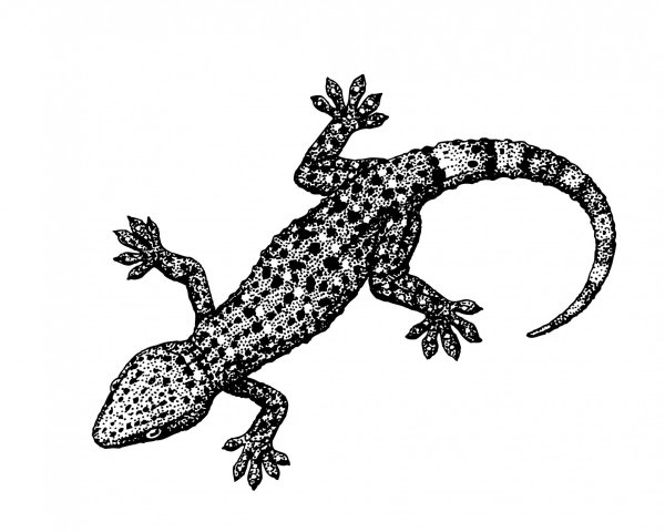 Ящерица рисунок