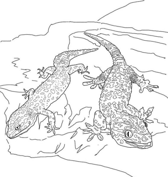Геккон раскраска