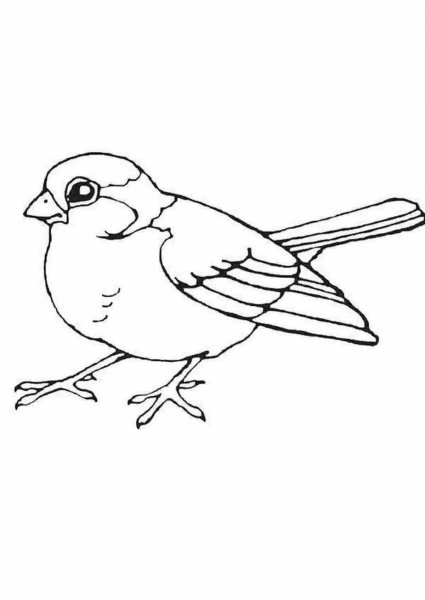 Воробей домовый раскраска