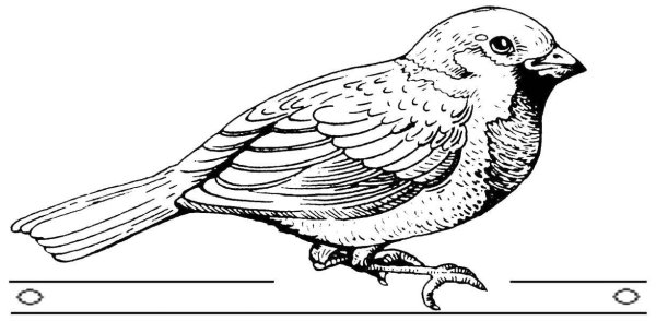 Воробей черно белая картинка