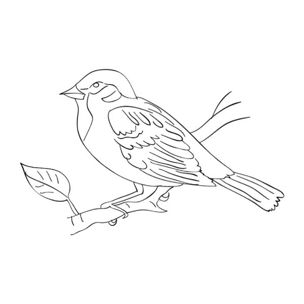 Воробей для срисовки