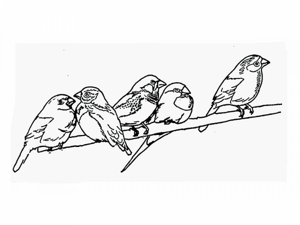 Воробей раскраска