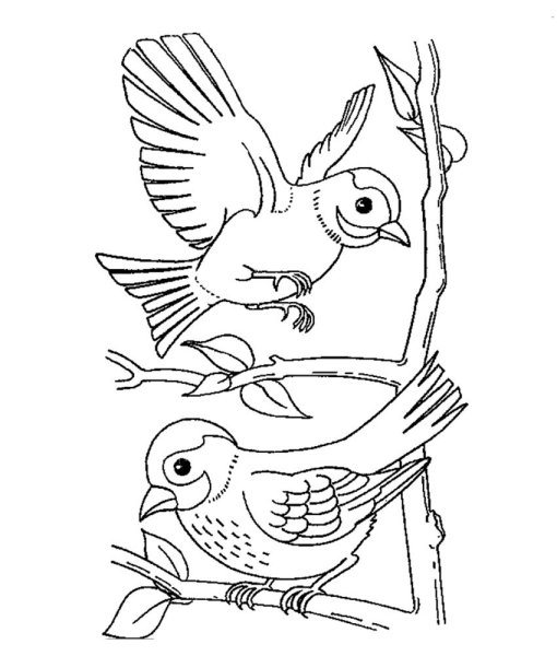 Птичка раскраска