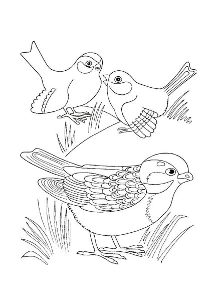 Птицы. Раскраска