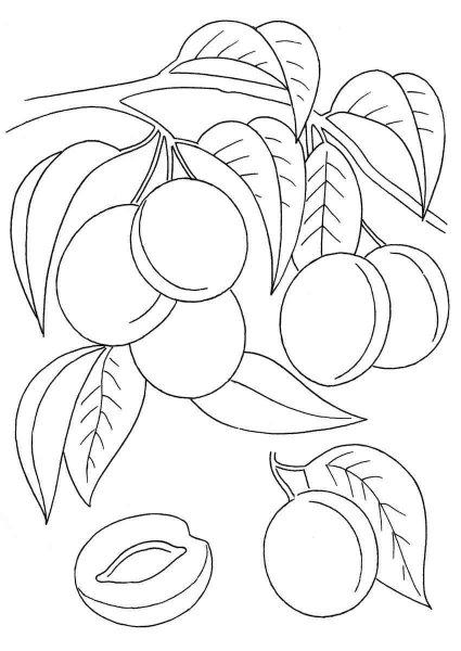 Слива раскраска