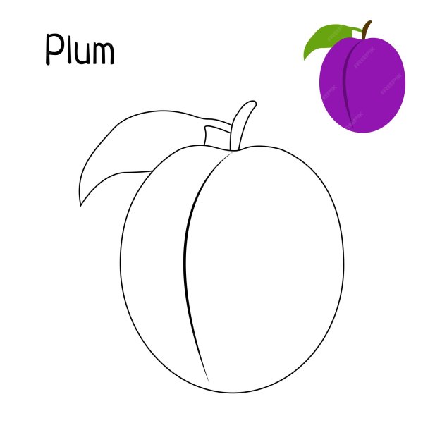 Easy colouring Plum