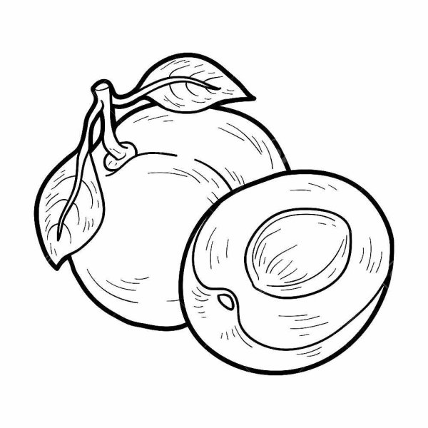 Абрикос раскраска