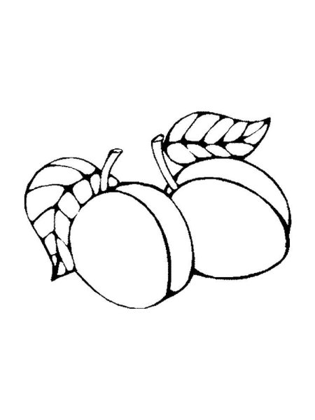 Слива раскраска