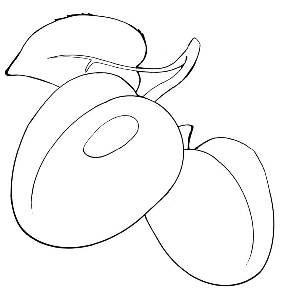 Абрикос раскраска