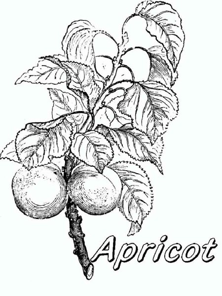 Абрикос карандашом