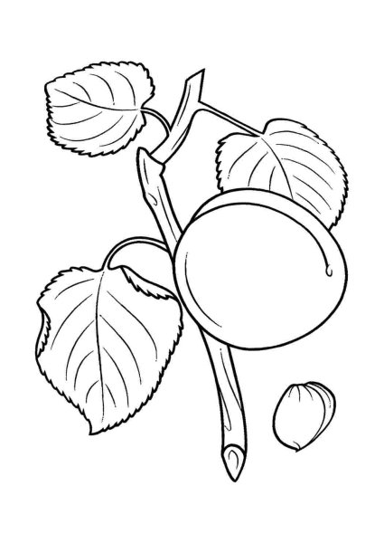 Apricot раскраска
