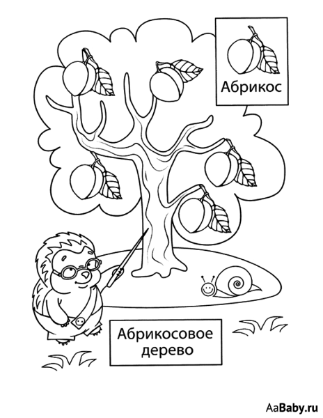 Раскраска плодовые деревья