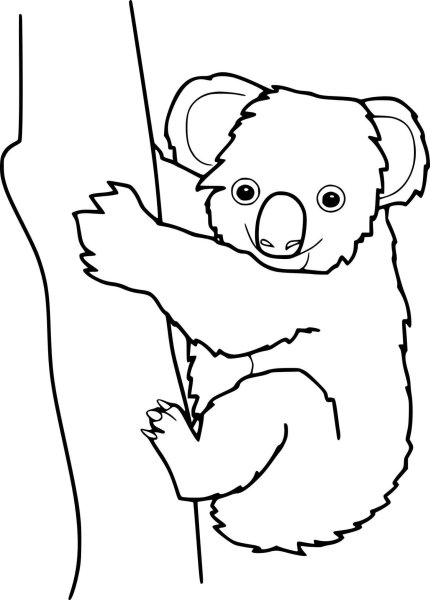 Коала рисунок раскраска
