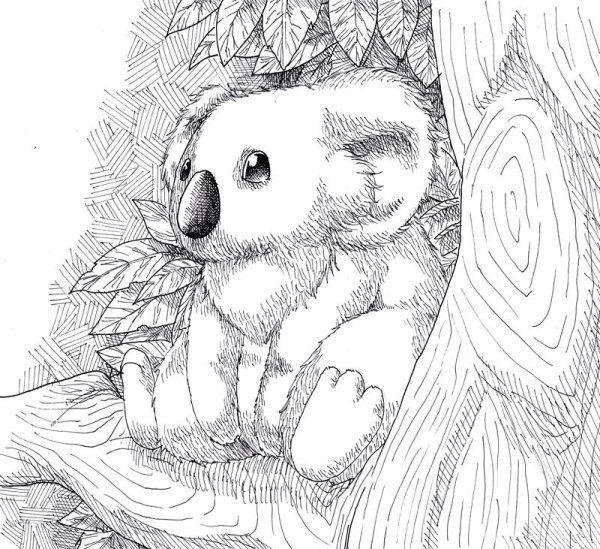 Коала. Раскраска