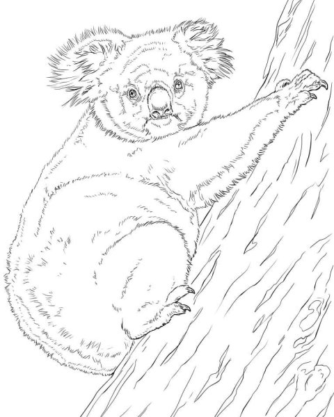 Коала. Раскраска