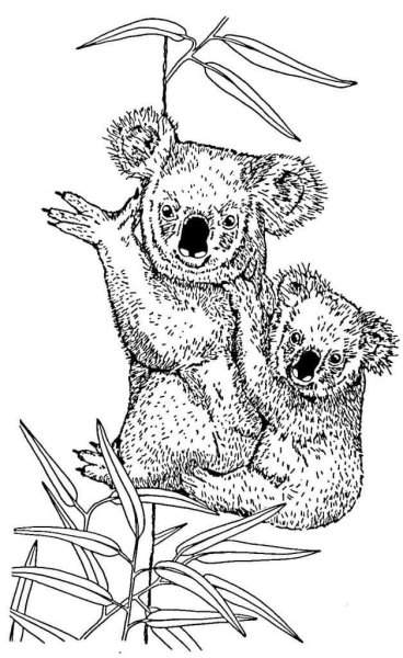 Коала рисунок
