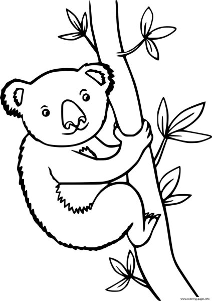 Коала контур