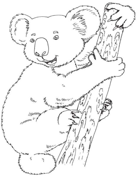 Коала раскраска контур