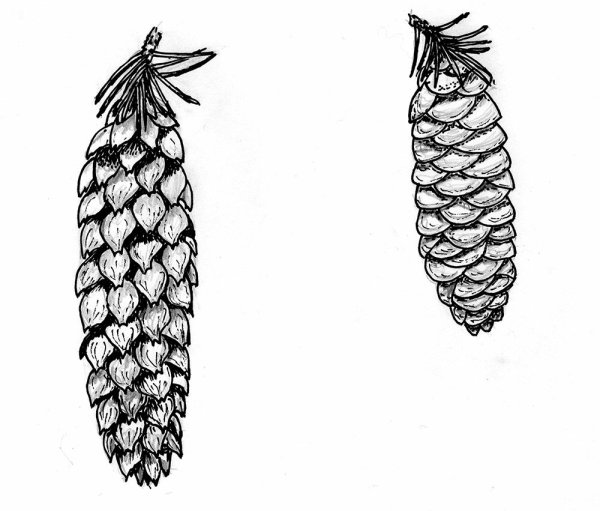 Ель Аянская шишки рисунок