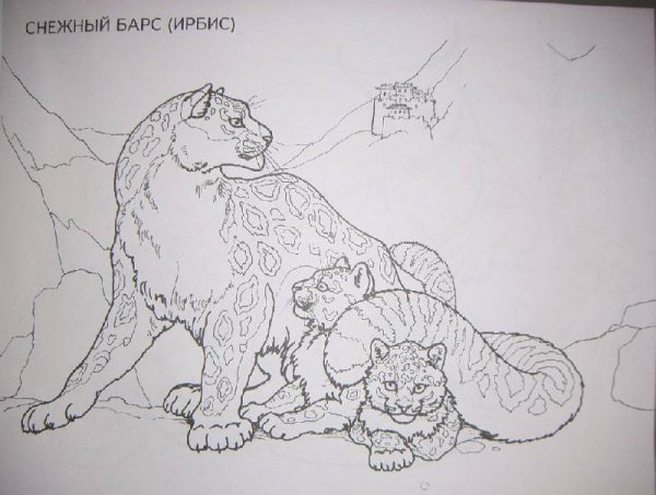Барс раскраска