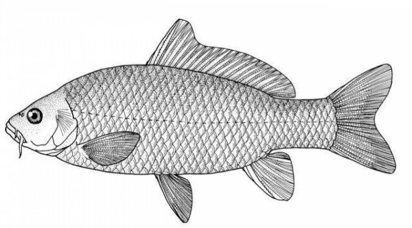 Карп Cyprinus Carpio рисунок