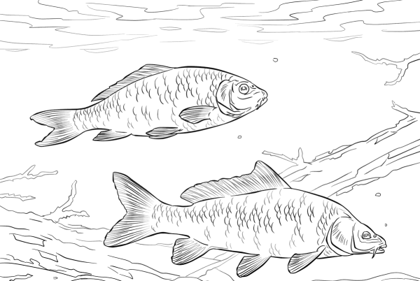 Раскраска рыба сазан