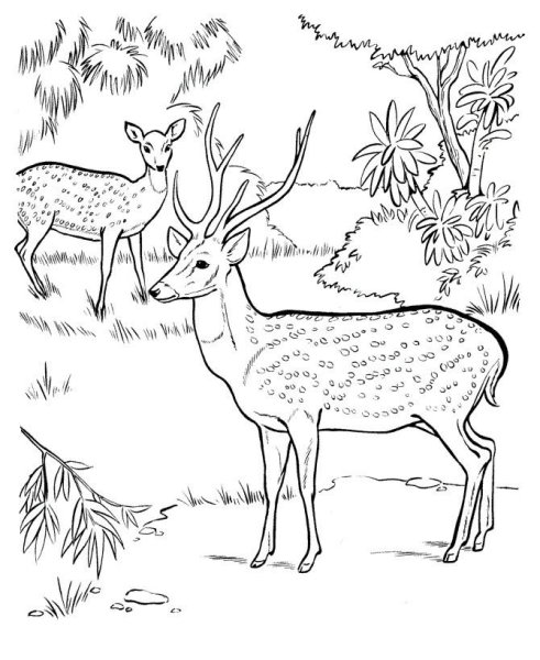 Косуля раскраска