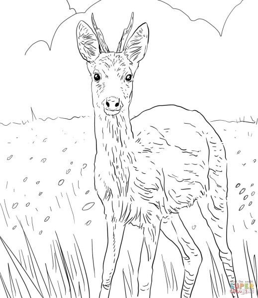 Косуля карандашом
