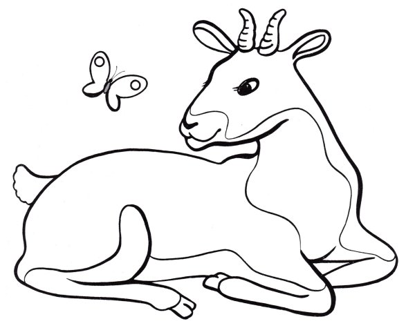 Косуля раскраска