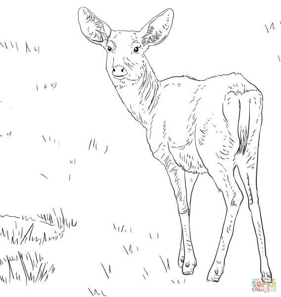 Косуля рисунок