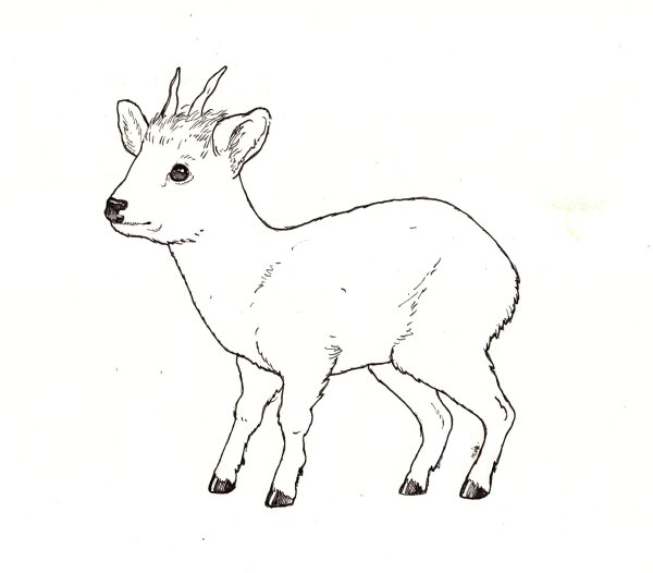 Косуля черно белое